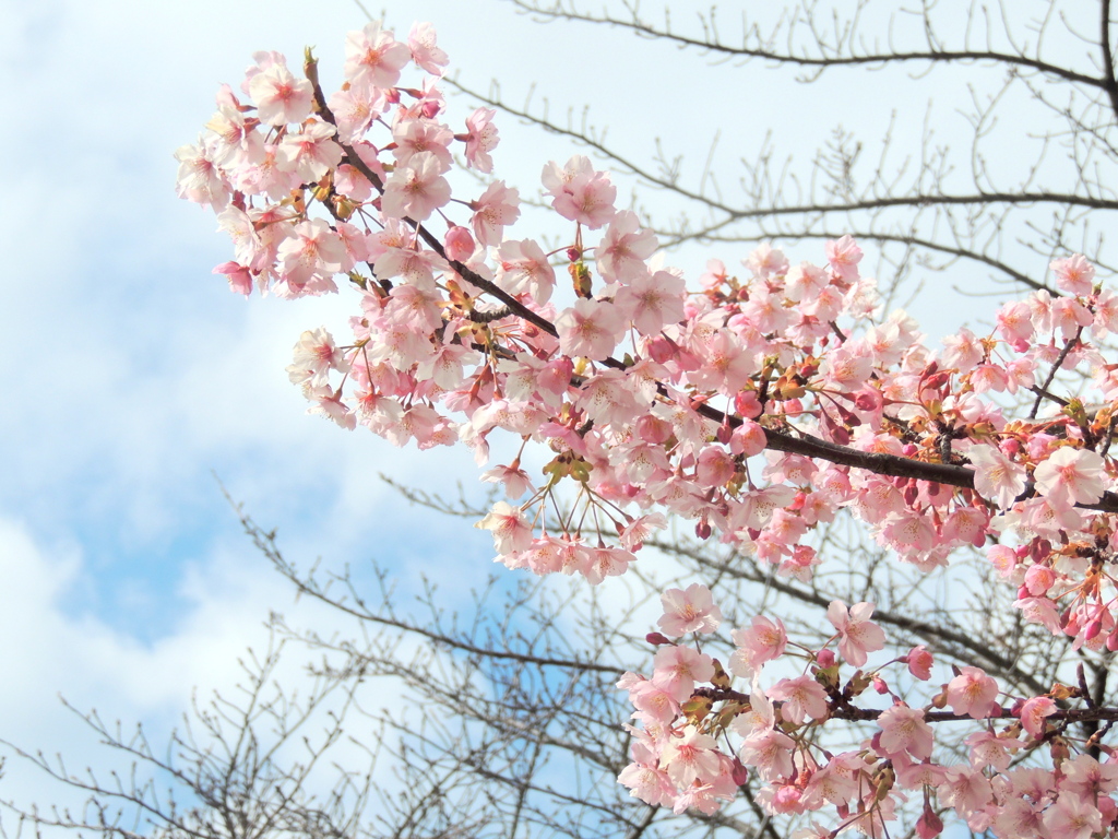 つかの間の青空に映える河津桜