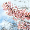 つかの間の青空に映える河津桜