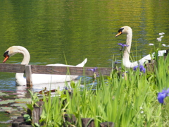 池の2羽のハクチョウ