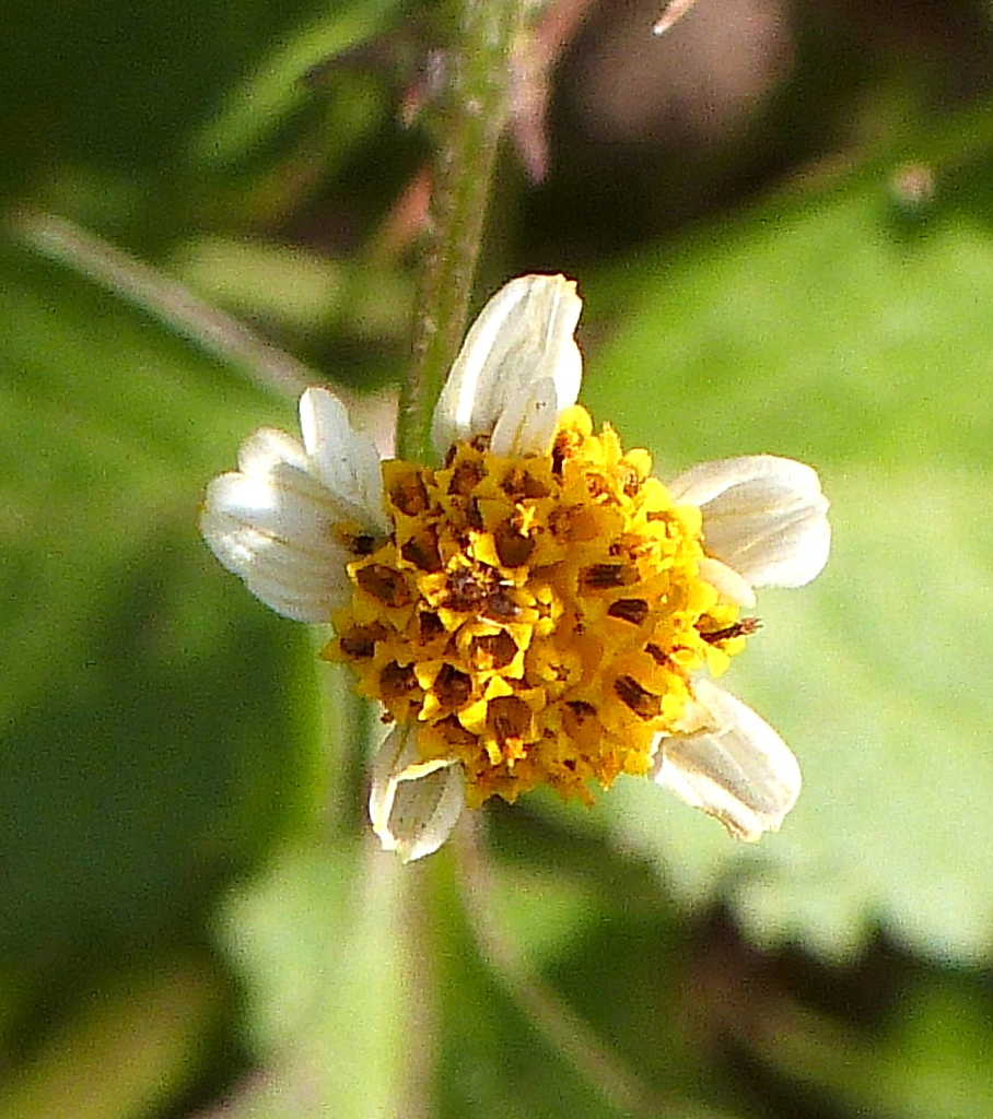 コシロノセンダングサ