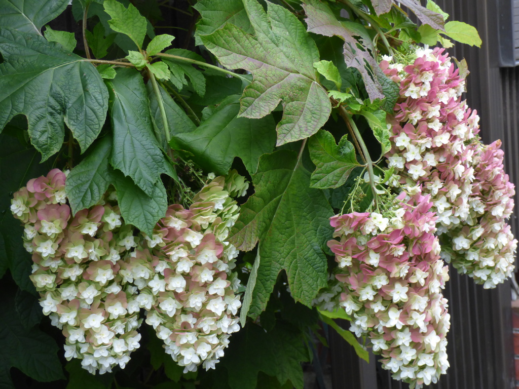 カシワバアジサイに見えますか