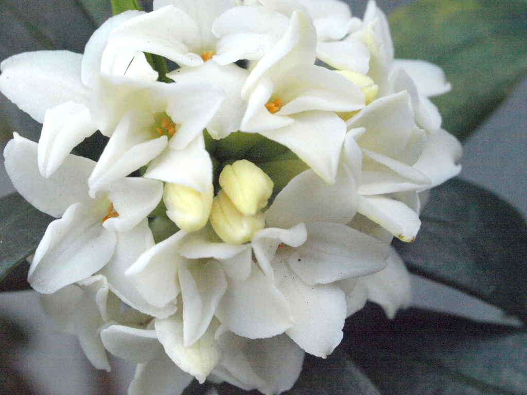 白い沈丁花