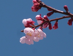 あおぞらのあんず