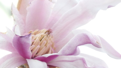 しでこぶしのしべ