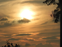 樹の間の夕焼け