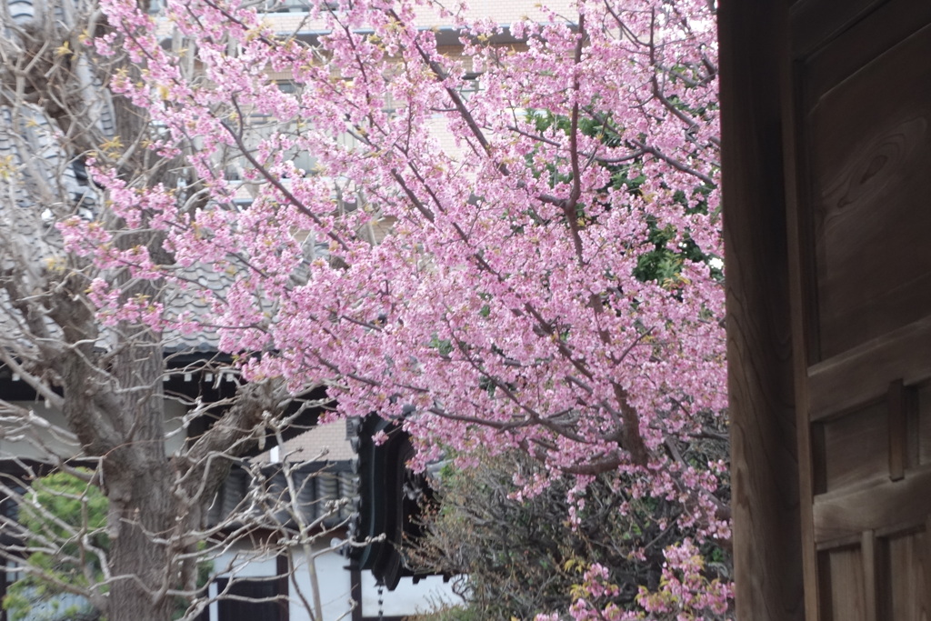 京成町屋駅のそばのお寺のオオカンザクラ