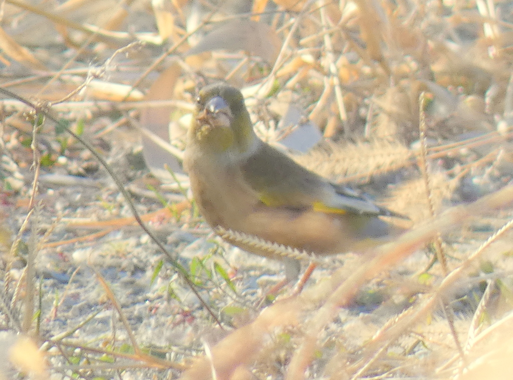 河原で、カワラヒワ
