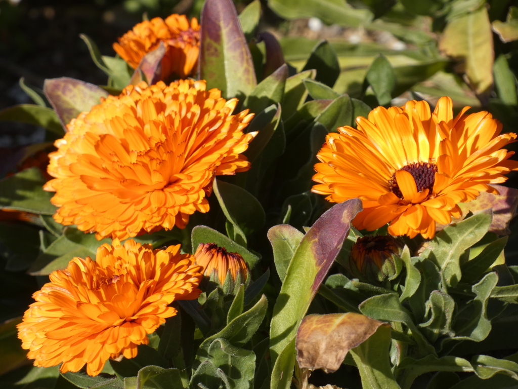 カレンデュラ（キンセンカ）