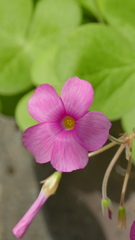 おきざりす・デッペイのしべ