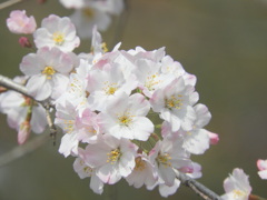 上野の小松乙女桜