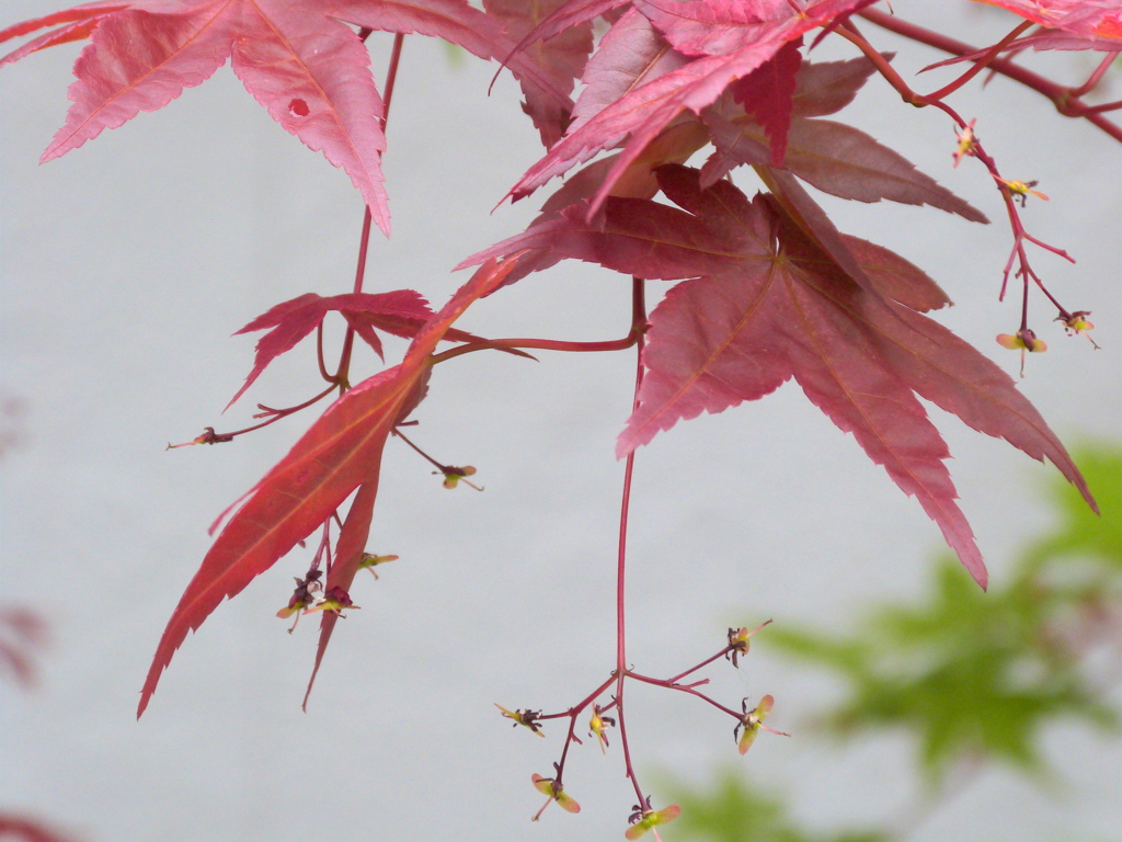 ノムラ紅葉