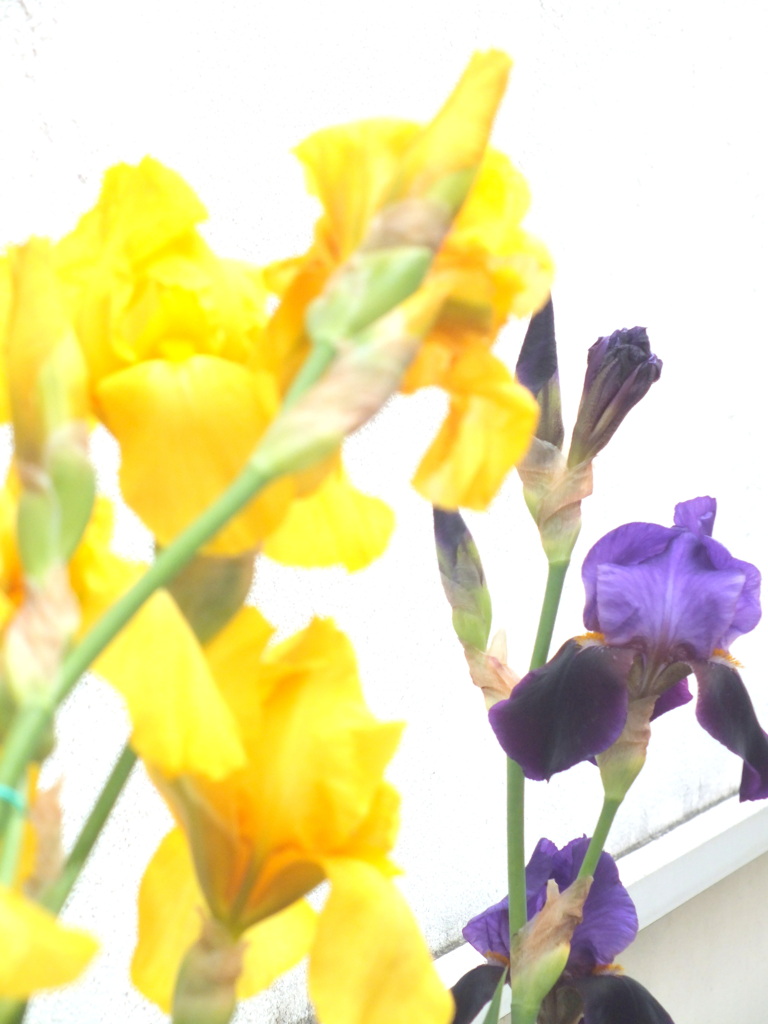 街路の黄色と紫のジャーマンアイリス