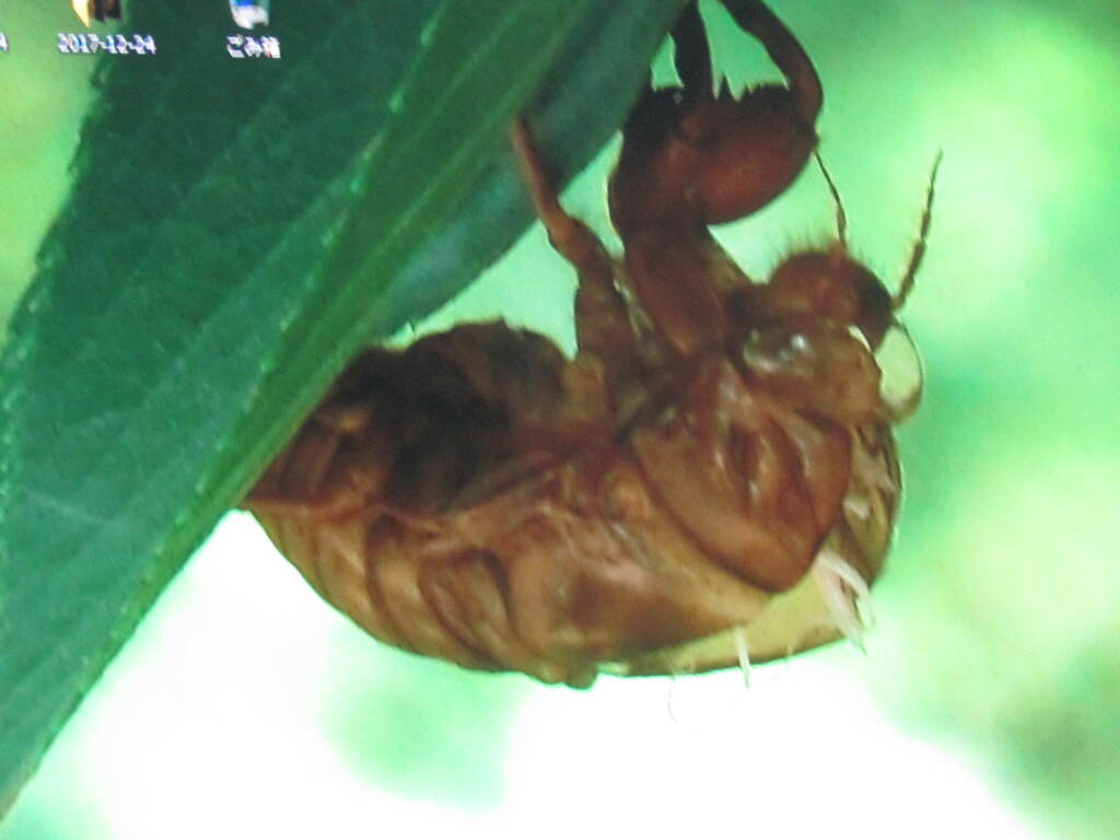 木陰にセミの抜け殻