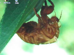 木陰にセミの抜け殻