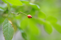 紅一点