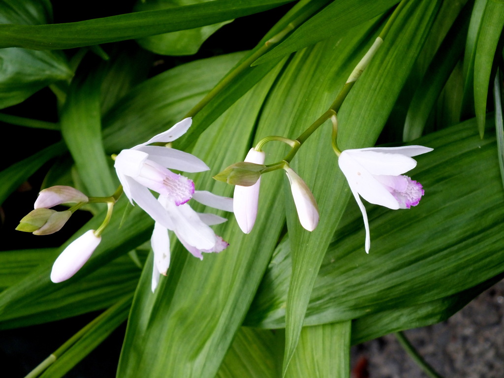 ピンクのシラン