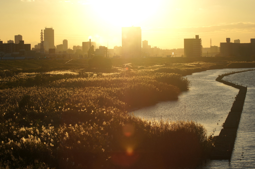 あらかわの黄金の河原の風景