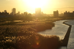 あらかわの黄金の河原の風景
