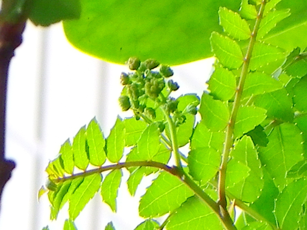 山椒の花芽