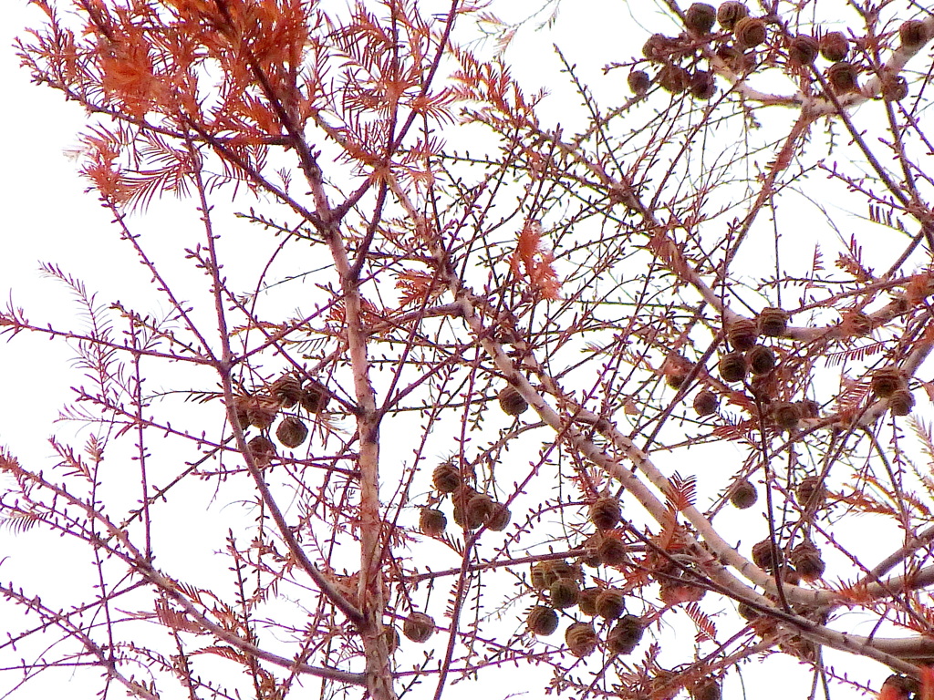 ラクウショウの実