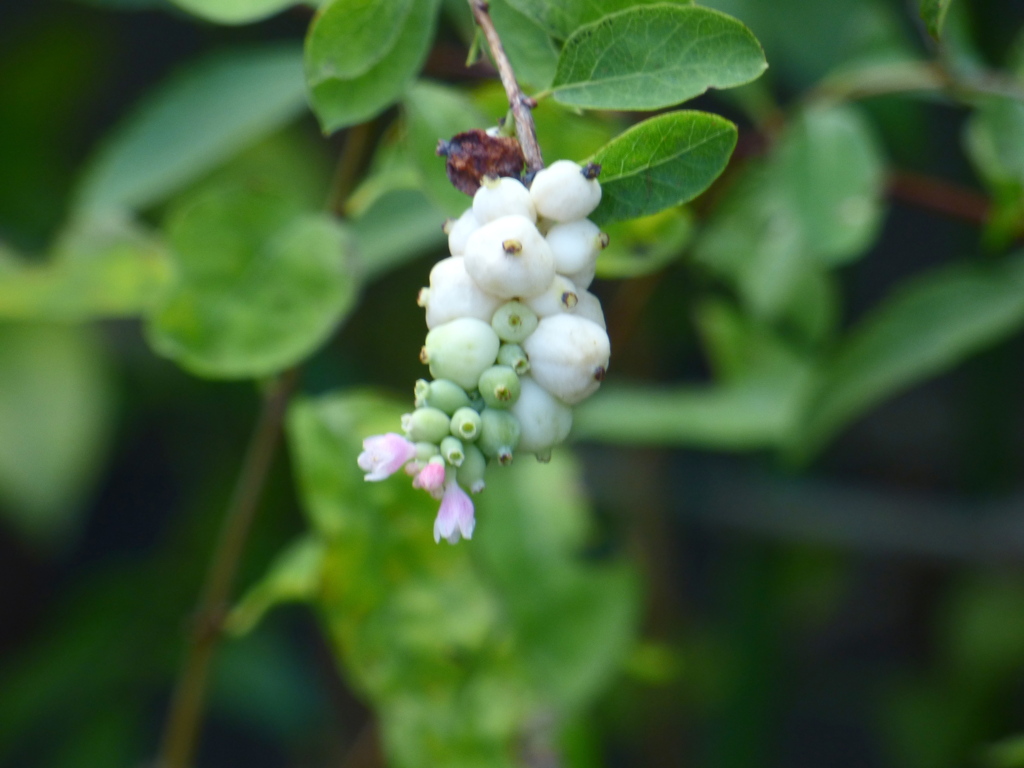 シンホリカルボス