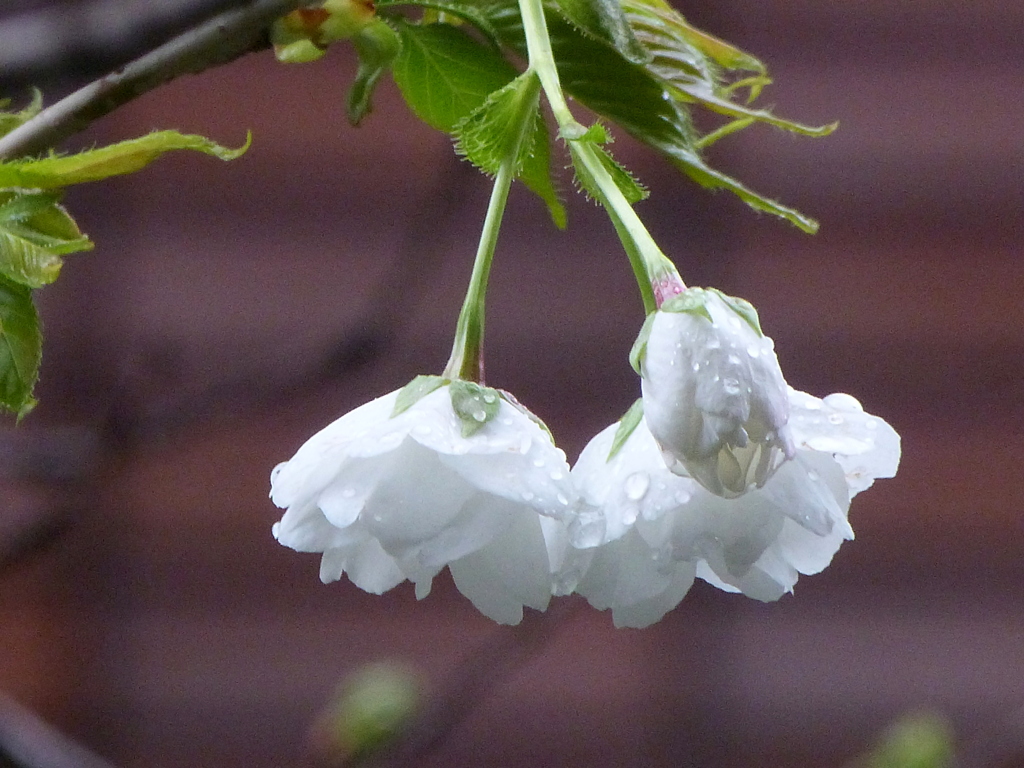雨の日の墨田公園の、白妙桜