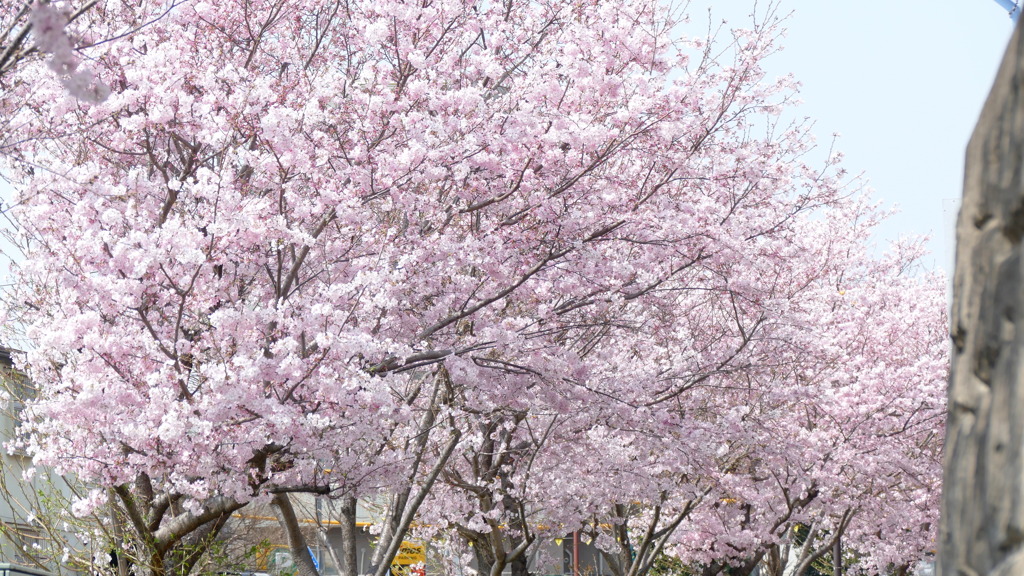 田端の小学校前の満開の神代曙