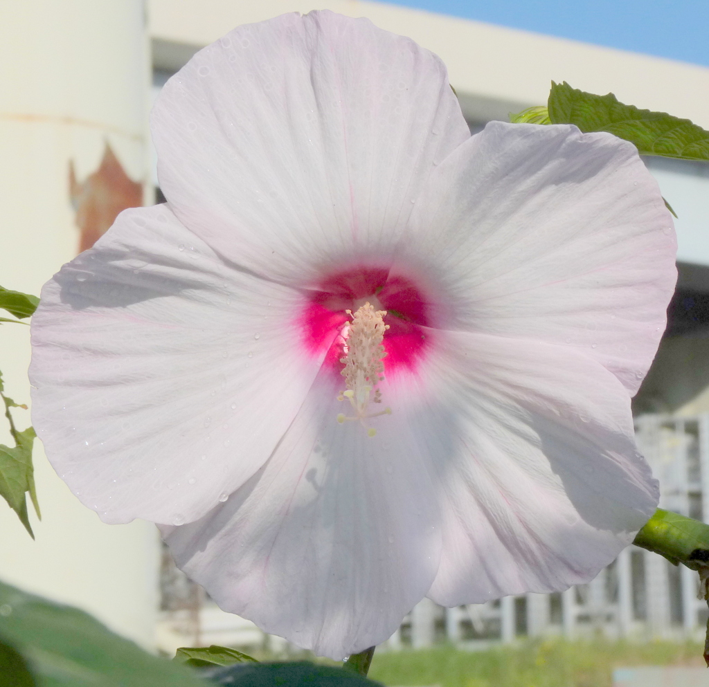 アメリカフヨウ