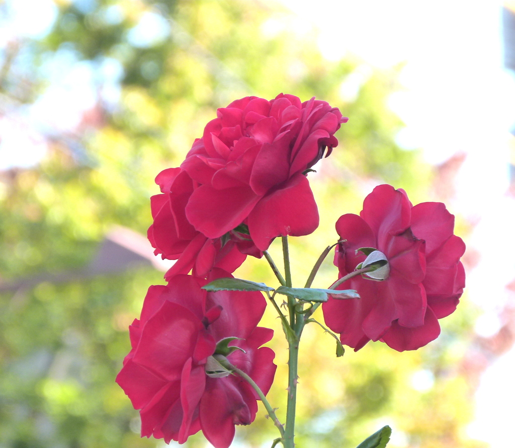 赤い秋バラ三輪