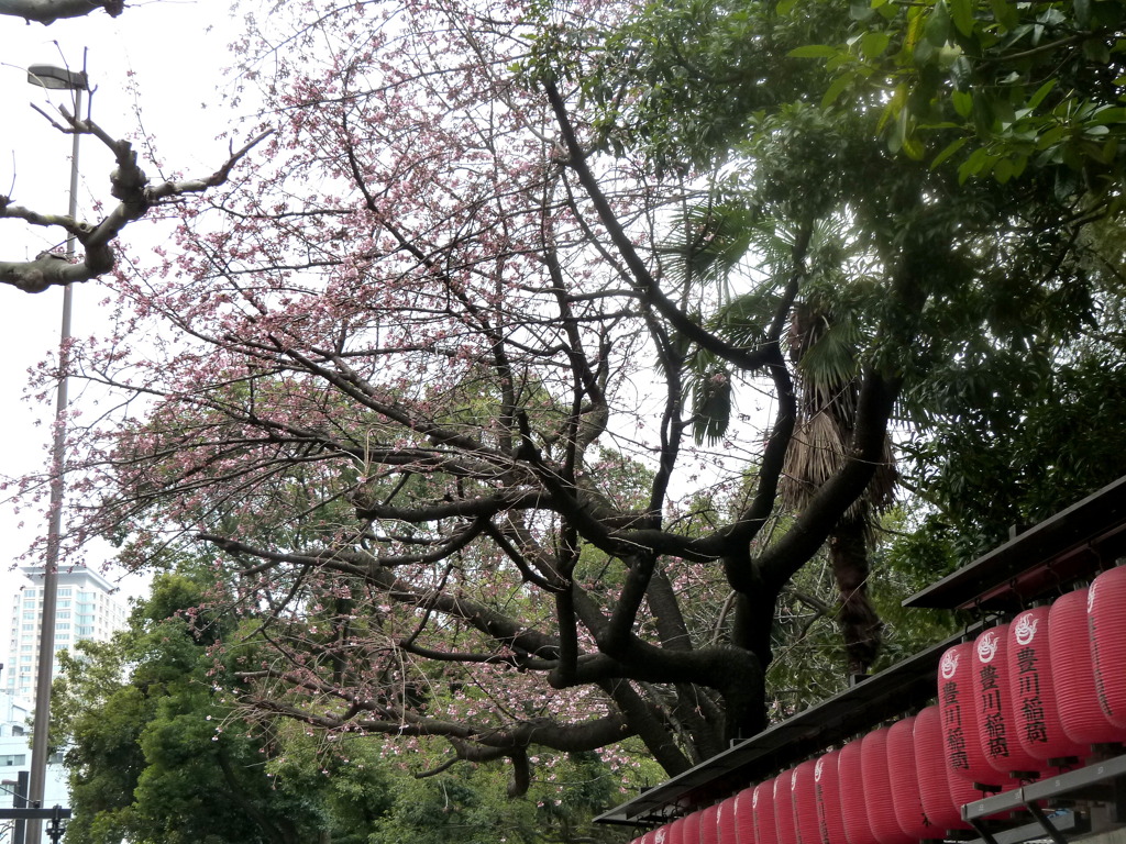 赤坂の豊川稲荷に大カンザクラが