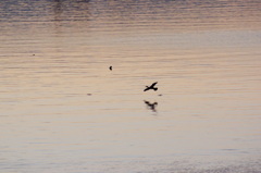 野鳥が荒川の水面を