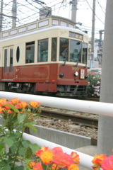 都電荒川線薔薇と薔薇のいろいろ２