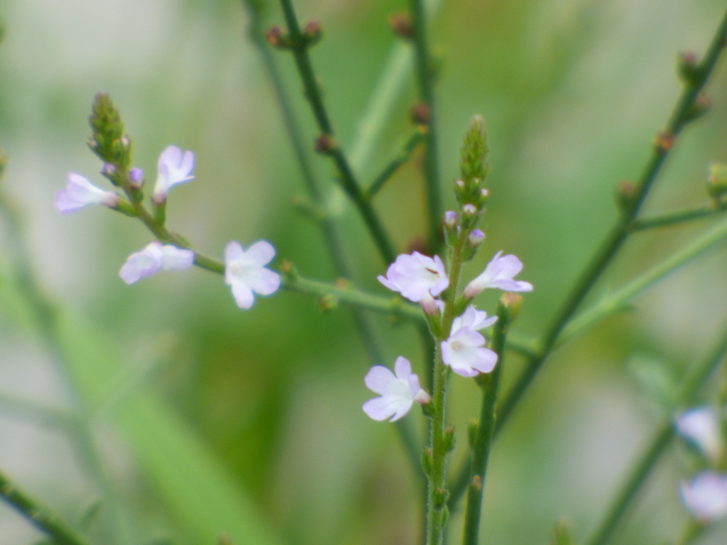 沿道に生えてるクマツズラ