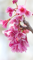 寒緋桜の種類の蕊