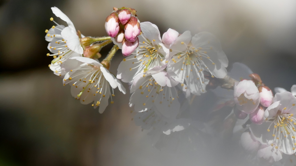 ツバキカン桜の片親