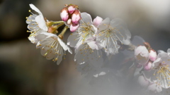 ツバキカン桜の片親