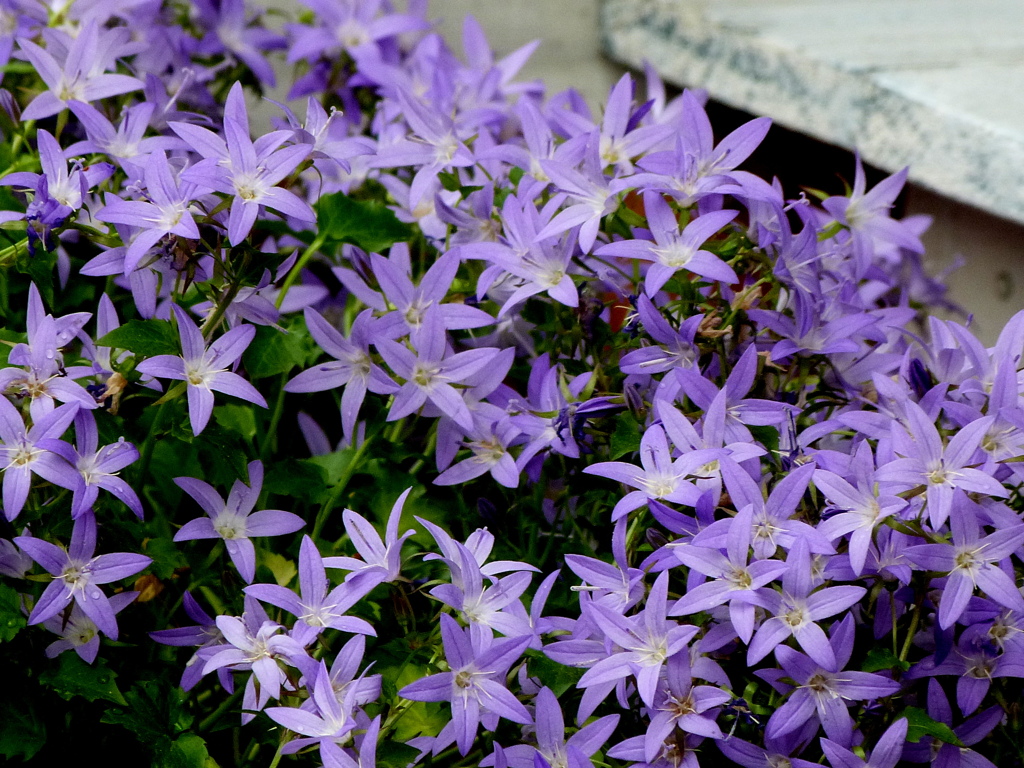 由布院のアルペンブルー