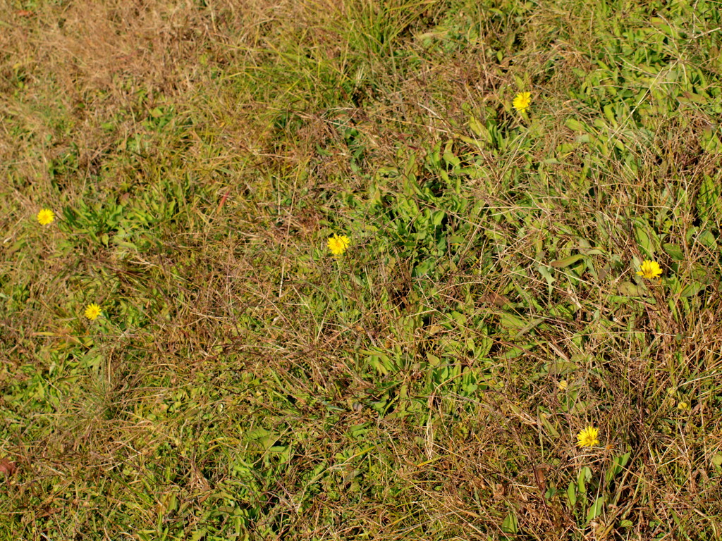 隅田川テラスの土手のオオジシバリの黄色