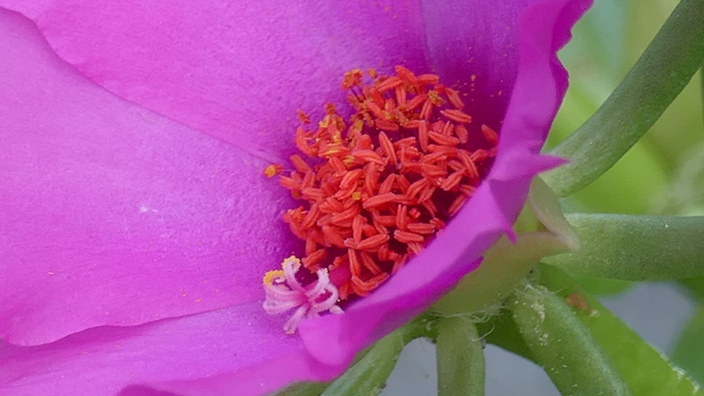 マツバボタンの蕊