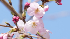 枕橋水の駅街路樹の江戸彼岸桜