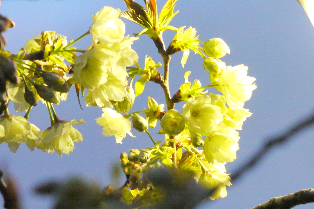 公園の街灯の光の中のウコン桜
