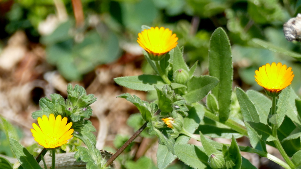 花壇のふゆしらず