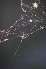 夕日の古い蜘蛛の巣