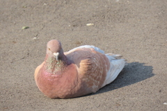 テラスの尾羽の白いチャバネの鳩