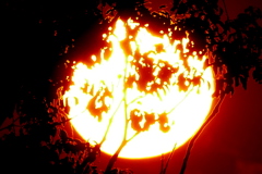 土手の森の夕日