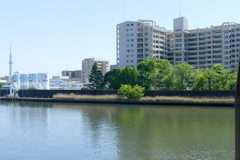 新緑の映る隅田川