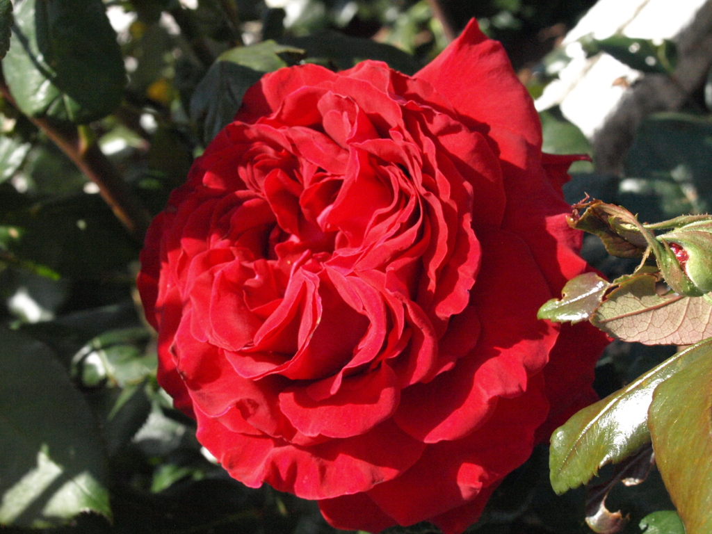 薔薇・ヘルムレッド コールローズ