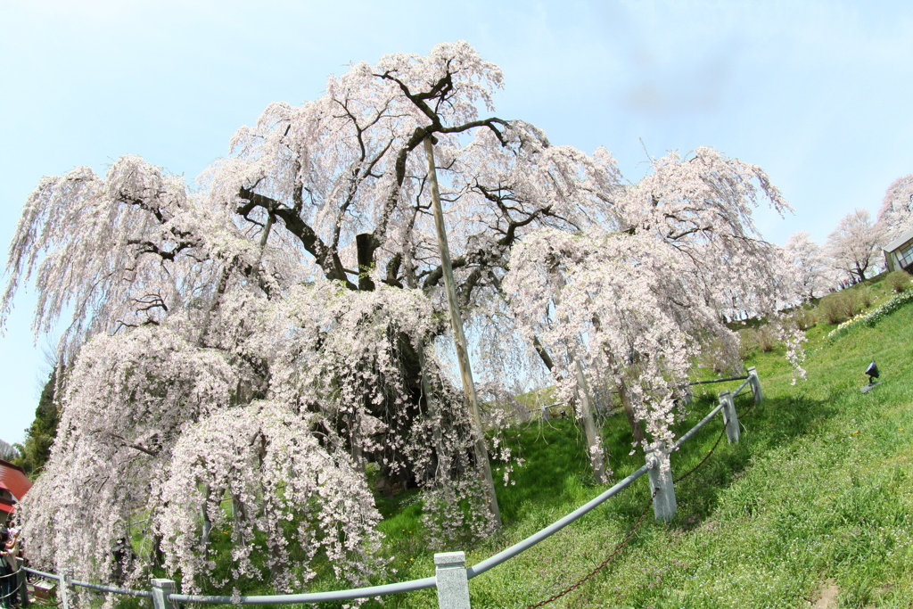 すこし盛りを過ぎているっがまだ、三春の滝桜