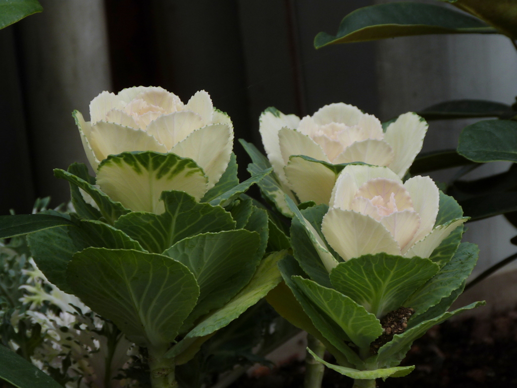 三つの白い葉ボタン