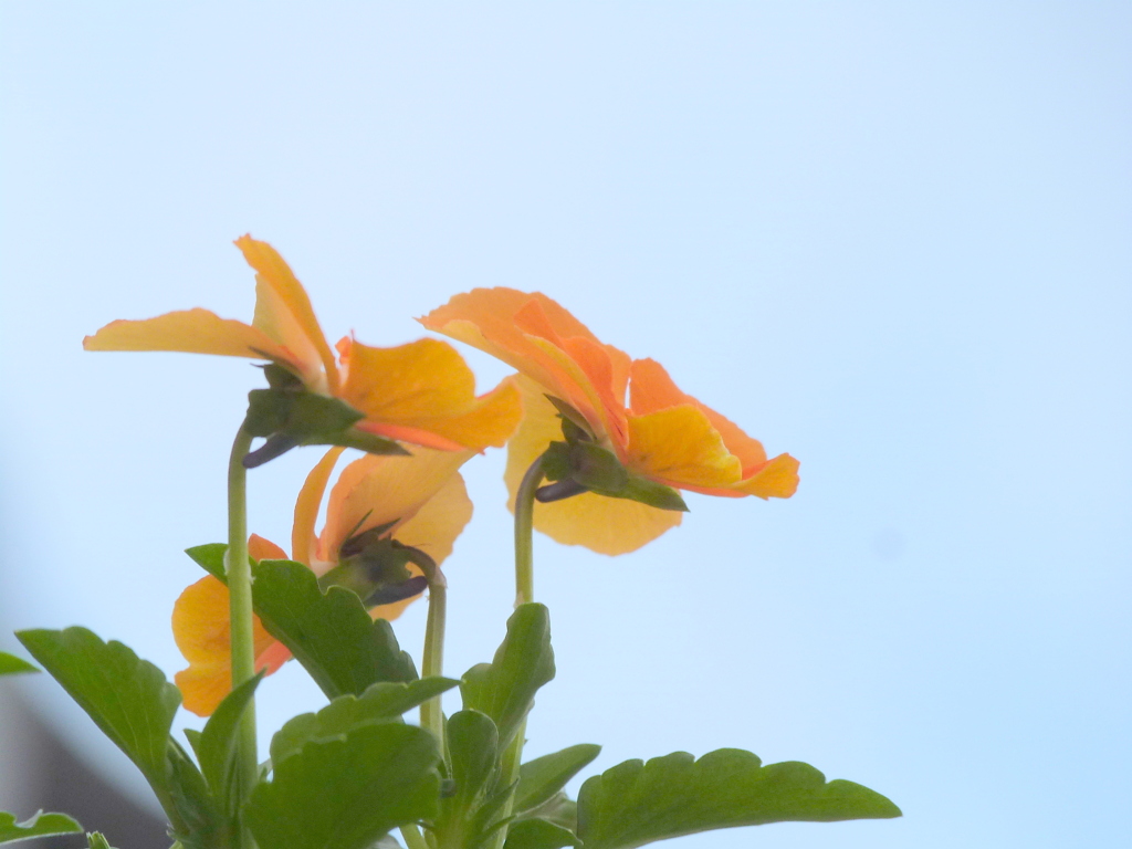 オレンジパンジーの空